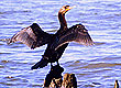 Cormorants: Image credit-Mary Hollinger - NOAA