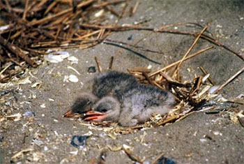 Source page: http://luirig.altervista.org/cpm/thumbnails2.php?search=Caspian+Tern+Chicks+in+Nest