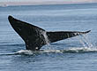 Gray whale fluke: Image credit-Steven Swartz, NOAA
