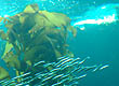Kelp: Image credit-Tania Larson, USGS