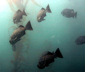 Source page: http://www.sanctuarysimon.org/monterey/sections/fisheries/project_info.php?projectID=100309&sec=f