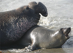Source: http://www.sanctuarysimon.org/photos/photo_info.php?photoID=3488&search=kw&speciesSearchTerm=&keywordSearchTerm=elephant%20seal&locationSearch=&s=0&page=1
