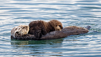 Source:  From Wikipedia commons (http://commons.wikimedia.org/wiki/File:Sea_otter_nursing02.jpg)
