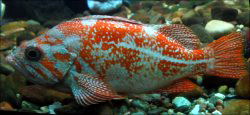 Image source on web: http://www.epa.gov/bioiweb1/html/photos_fish_marine_coastal.html