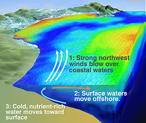 What is upwelling?