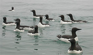 Source web page:  Source web site: http://www.pmel.noaa.gov/foci/ice06/FOCI_Ice2006_birdVarieties.html