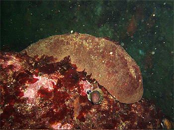 Web page source: http://www.sanctuarysimon.org/photos/photo_info.php?photoID=22&search=kw&speciesSearchTerm=&keywordSearchTerm=chiton&locationSearch=&s=0&page=1