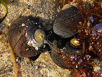 Black Turban Snail