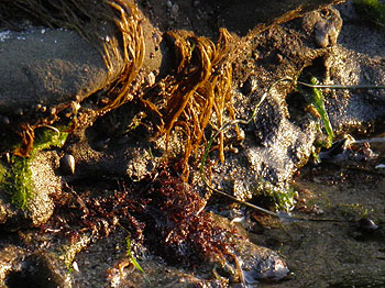 Algae Rocks